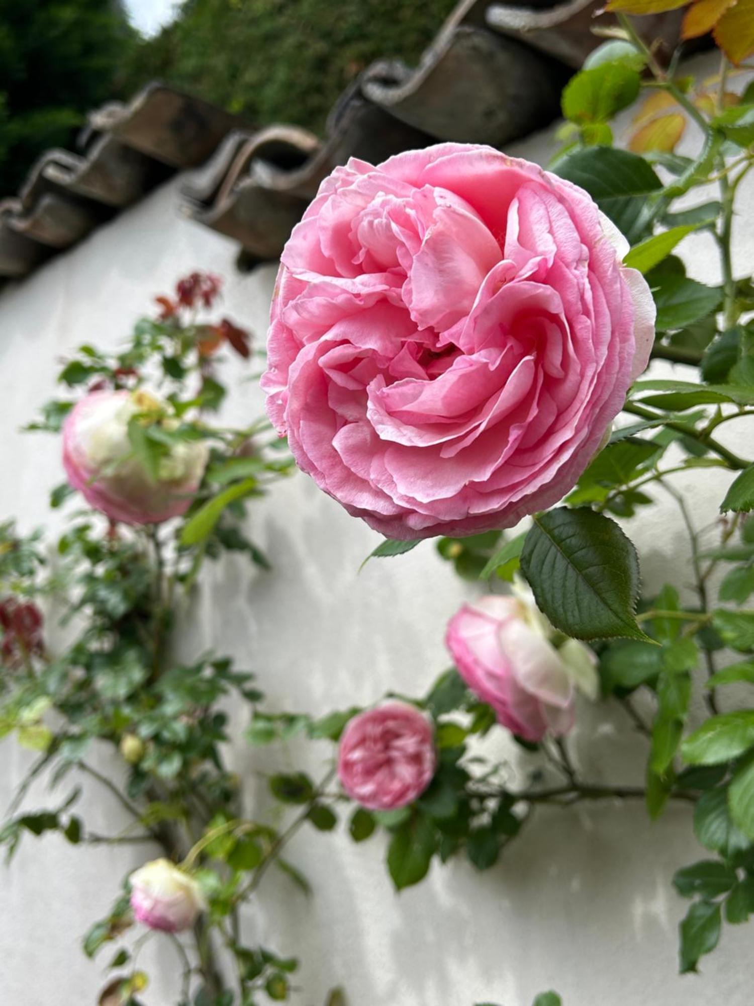 La Glycine B&B Sainte-Colombe  エクステリア 写真